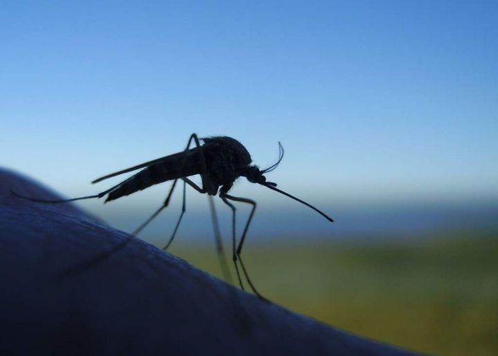 Страшнее комара животного нет?