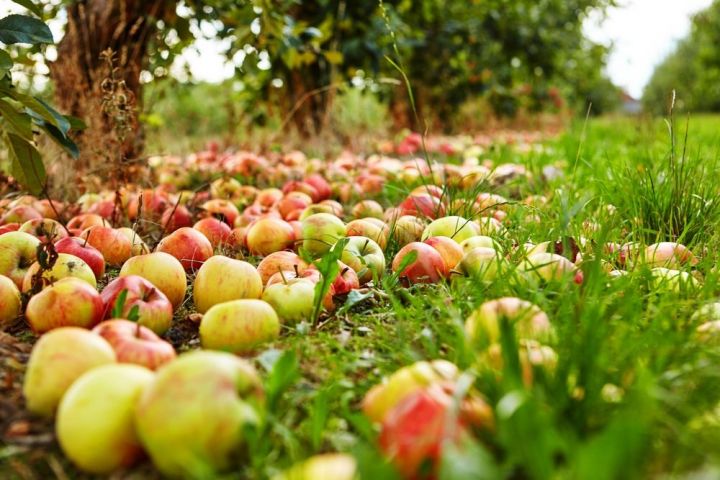 Как приготовить необычную вкуснятину из опавших яблок