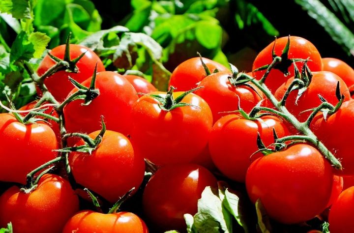 Как сберечь помидоры при похолодании и избежать фитофтороза