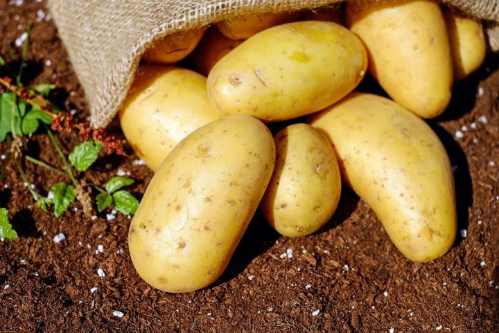 Сколько нужно держать выкопанный картофель на свету