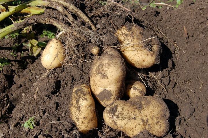 Что посадить на грядке после картофеля