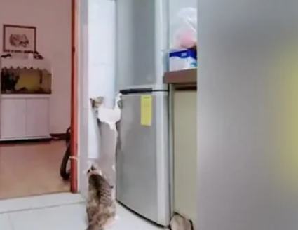 Видео ограбления холодильника двумя котами рассмешило соцсети