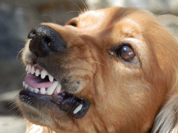 Друг или угроза: казанские кинологи рассказали о собаках, которых стоит опасаться