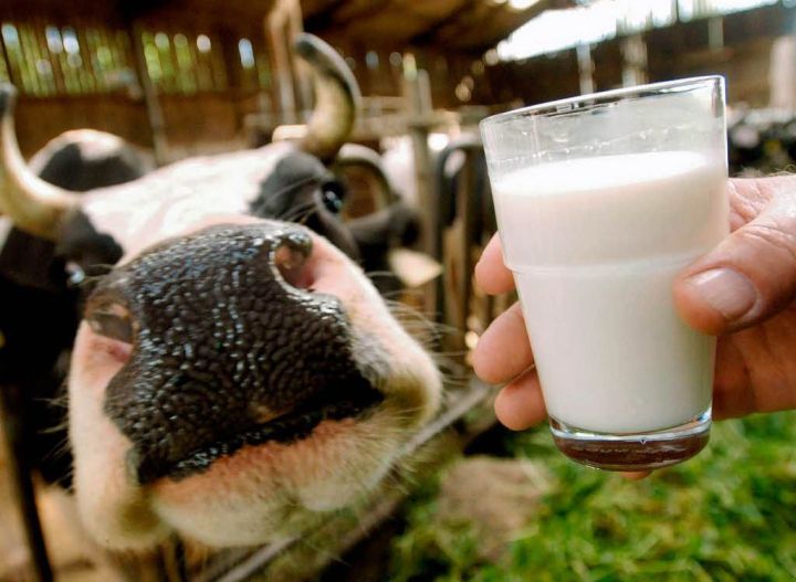 В Минсельхозпроде Татарстана назвали лучшие районы по надоям молока по итогам 7 месяцев 2019 года