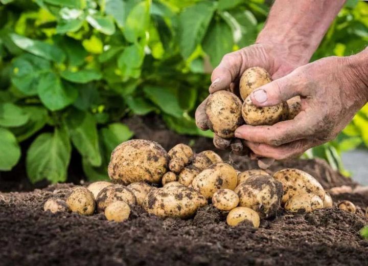 Рекордный урожай картофеля собирают елабужские сельхозпроизводители