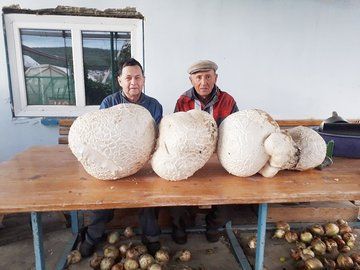Башкортостанец нашел гигантские грибы