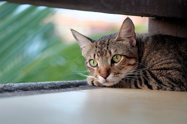 Кошки будут спасаться от непогоды в подвалах жилых домов