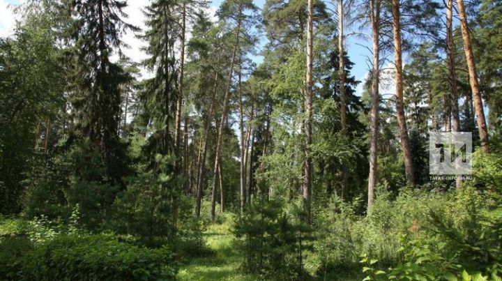 Почти 200 млн рублей направят на сохранение лесов Татарстана по нацпроекту «Экология»