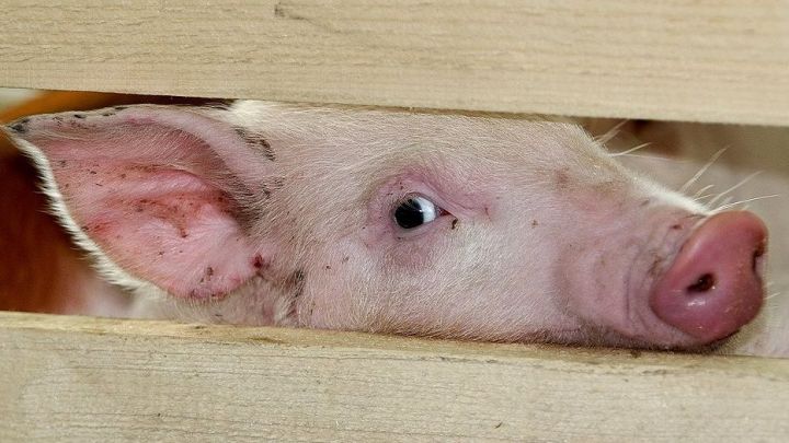 В Кошкинском районе Самарской области обнаружена африканская чума свиней