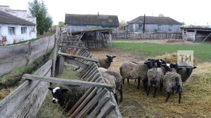 Татарстан направит на поддержку фермеров 1,7 млрд рублей