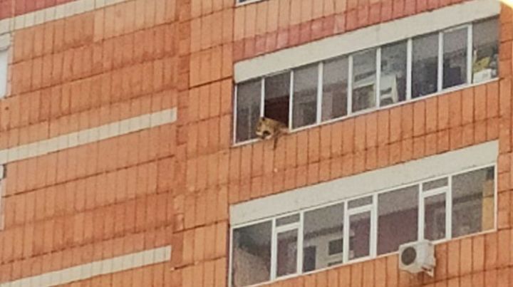 На балконе многоэтажки заметили львицу