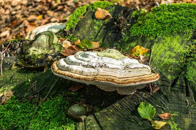 Лечебные свойства древесного гриба