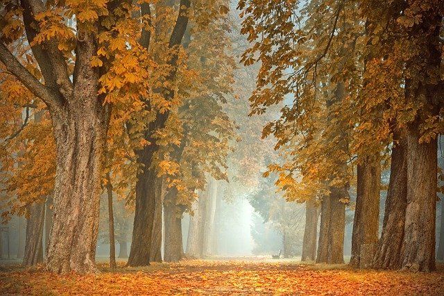 Ночью и утром 25 октября на территории Республики Татарстан  местами ожидается туман