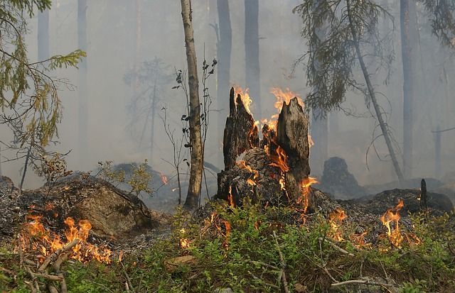 Штормовое предупреждение о сохранении высокой пожарной опасности лесов на территории Республики Татарстан.
