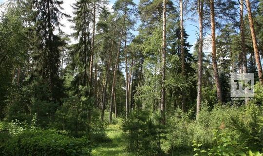 Количество площадок для написания экодиктанта в Татарстане увеличили в два раза