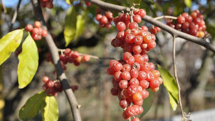 Врачи назвали «осеннюю ягоду», которая поможет снизить сахар в крови