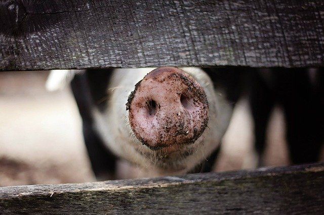 Вниманию руководителей свиноводческих предприятий