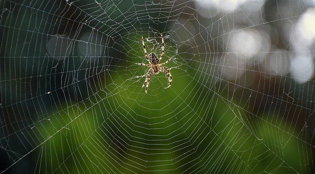 Почему запрещается убивать пауков в доме