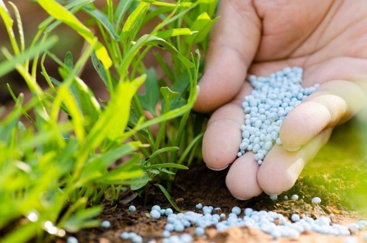 Аграрии Бавлинского района могут получить субсидии минсельхозпрода РТ на приобретение минеральных удобрений