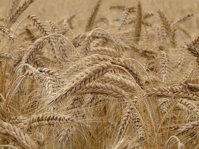 Бавлинские сельхозформирования отстают в сдаче семян на фитоанализ