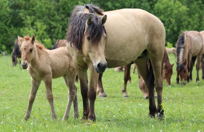 На разведение татарских лошадей хозяйствам РТ выделят 5 млн рублей