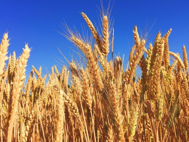 В РТ ученые вывели новый сорт пшеницы «100 лет ТАССР»