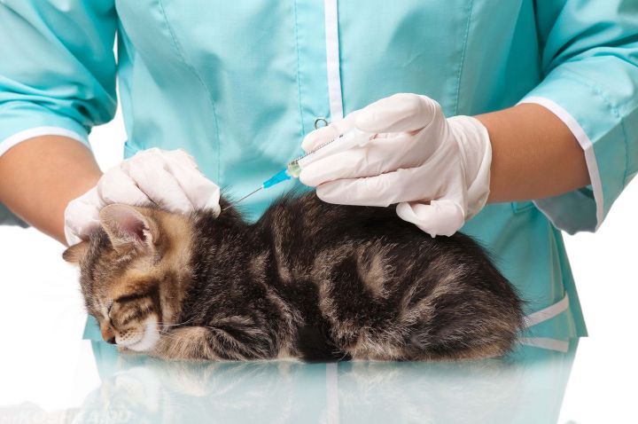 Бавлинцев призвали вакцинировать животных против бешенства