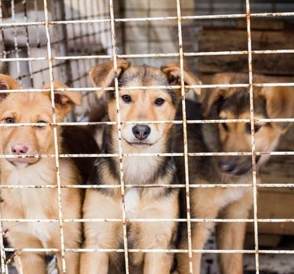 Жителей частного сектора Бавлов просят не выпускать собак на улицу