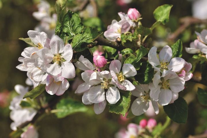 Бавлинцам на заметку: чем обработать яблоню от болезней после цветения