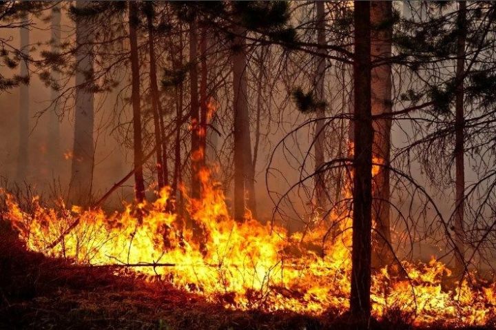 Штормовое предупреждение: в лесах возникла пожарная опасность