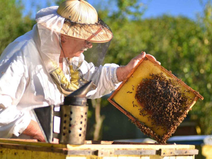 Россельхознадзор подготовил рекомендации для владельцев пасек и производителей продукции пчеловодства