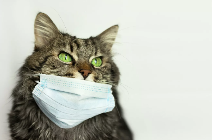 Коронавирус впервые выявили у российской кошки