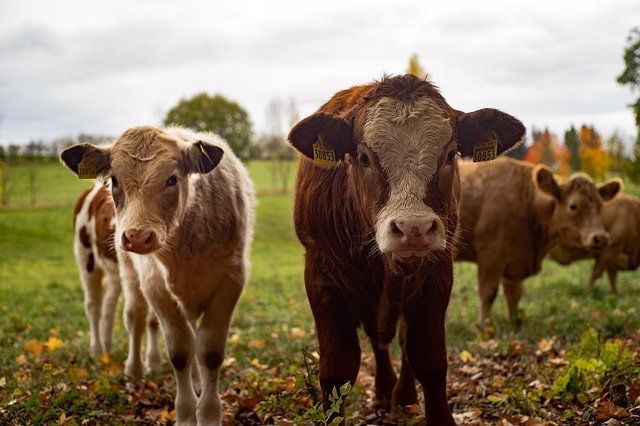 В Татарстане началось чипирование крупного рогатого скота