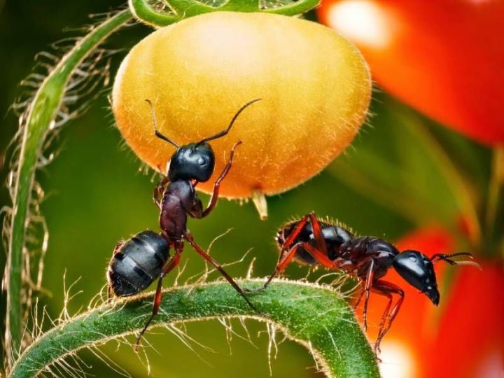 Как легко избавиться от муравьев в огороде