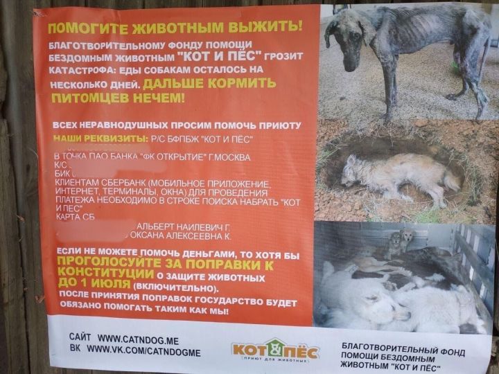 Казанские приюты считают, что поправки к Конституции РФ  помогут животным