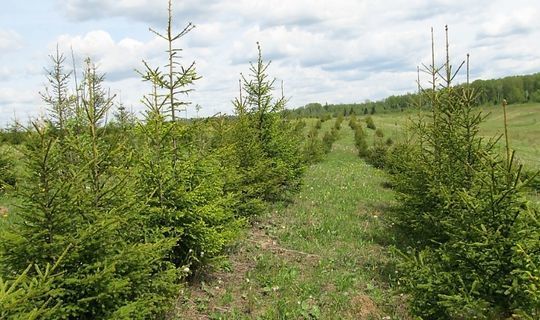 В РТ восстановили леса почти на 1 тыс. га благодаря нацпроекту «Экология»