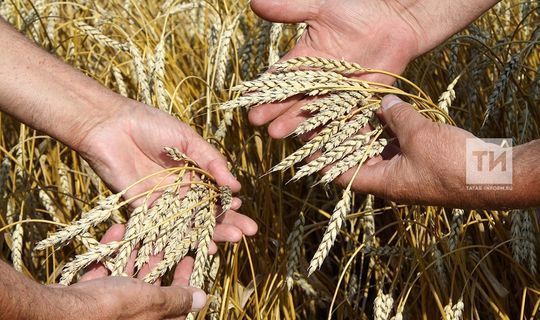 Татарстанцы собрали второй миллион тонн зерна
