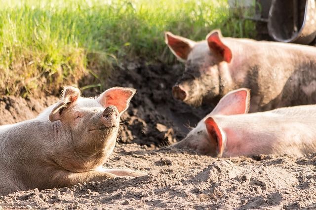 В Самарской области рекомендуют избавляться от свиней