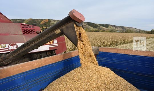 Татарстанцы собрали первый миллион тонн зерна