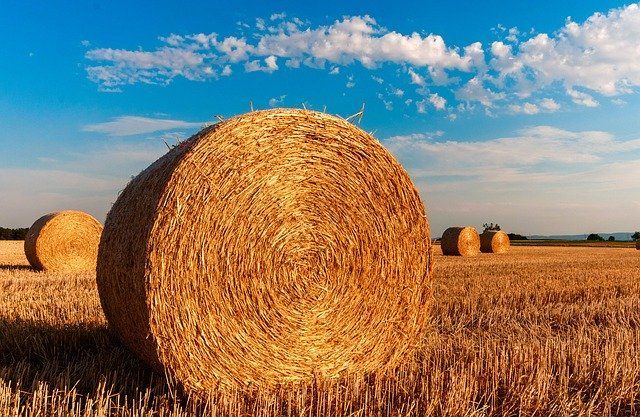 В Татарстане уборка зерновых на финишной прямой: Убрано 99% площадей