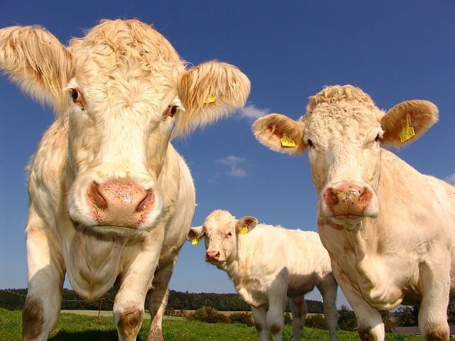 Эксперты увидели предпосылки к снижению цен на молоко, мясо и овощи