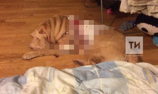 Татарстанец изрезал своего пса за то, что тот якобы напал на него