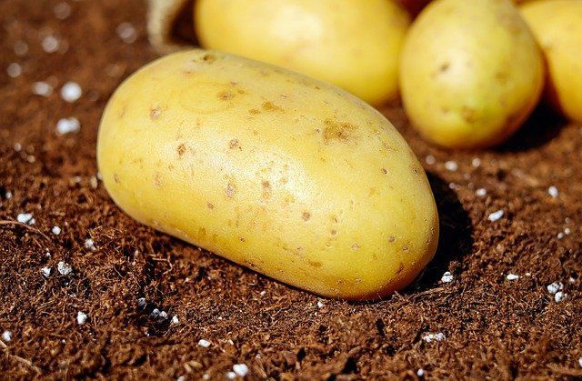 В Татарстане стоимость картофеля выросла почти в два раза
