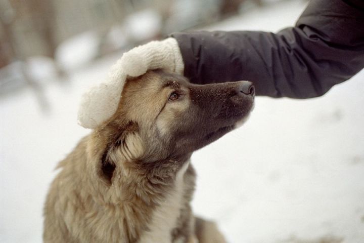 Как в Бавлах помогают животным