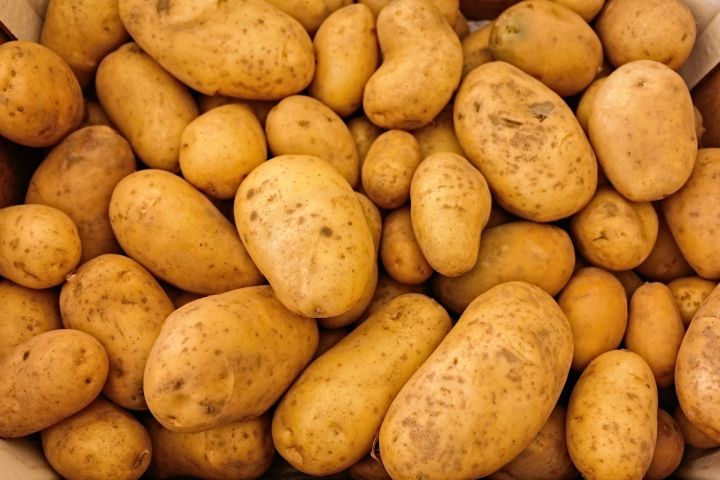 Основные заболевания картофеля и устойчивые к ним сорта