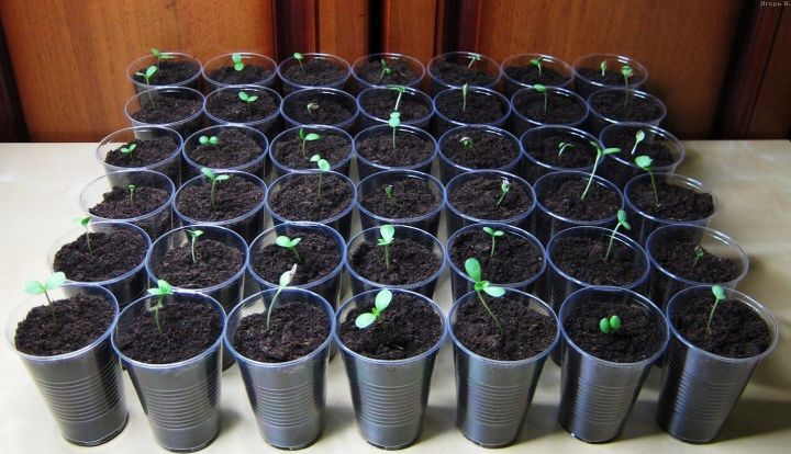Как правильно выращивать рассаду в пластиковых стаканчиках