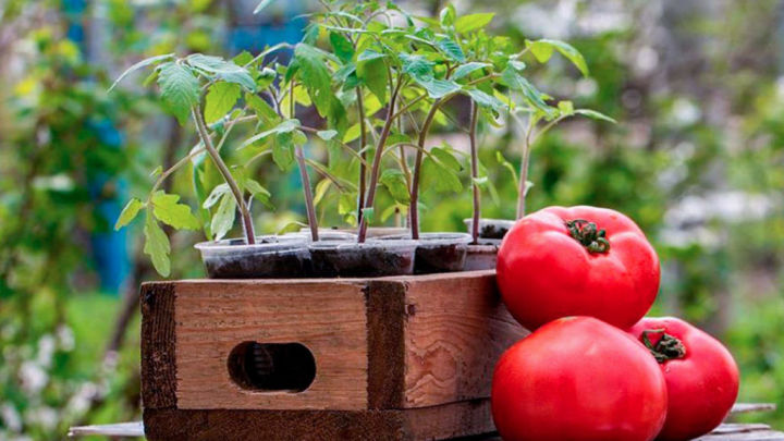 9 ошибок начинающих огородников при выращивании томатов в теплице