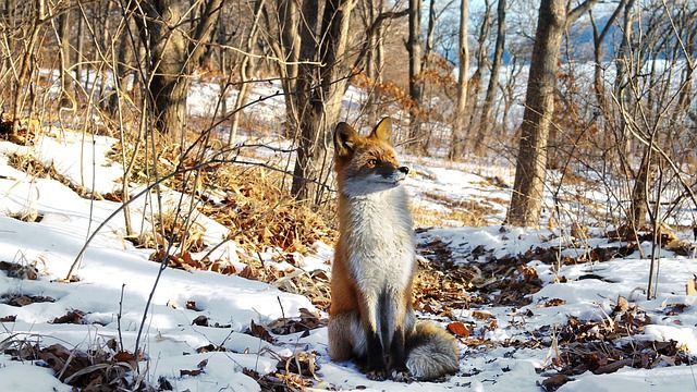 Количество случаев бешенства животных в Татарстане значительно снизилось за последние 6 лет