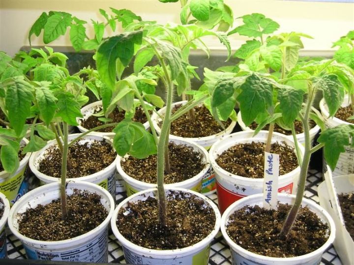 Выращивание рассады томатов: инструкция от специалиста для опытных дачников и начинающих