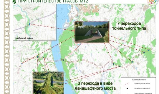 На трассе М12 в Татарстане дорожники могут построить 10 переходов для животных